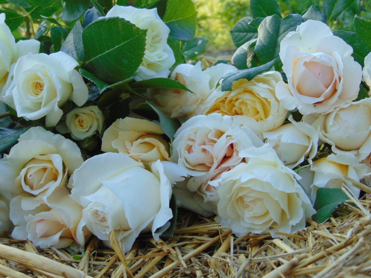 Neuillé-le-Lierre Fleurs De Brenne Gite מראה חיצוני תמונה